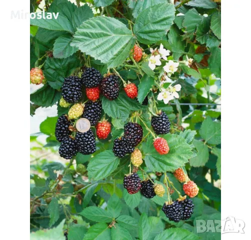 Къпина Черен сатен-(без бодли), снимка 6 - Градински цветя и растения - 49506499