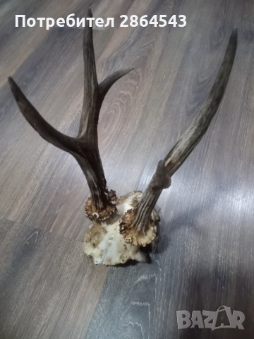 Черепче от сръндак за декорация !, снимка 3 - Декорация за дома - 53710499