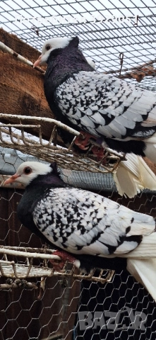 Продавам Нюмберски гълъби, снимка 3 - Гълъби - 52589186