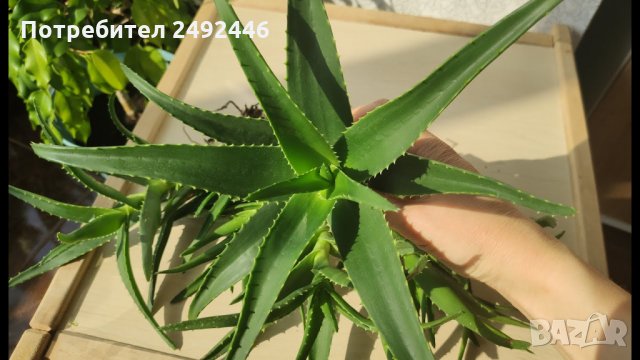 Алое Вера (Aloe), снимка 3 - Стайни растения - 34061197