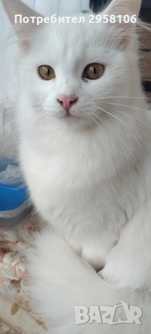 Персийска чинчила, снежно бяла, 6 мес.