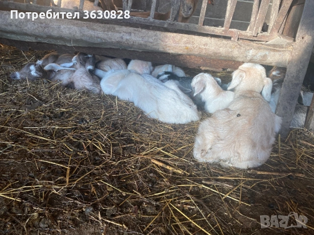 Продавам новородени малки сукалчета , снимка 2 - Други животни - 53746407