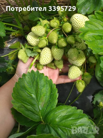 разсад за ягоди и малини записвам за март месец 