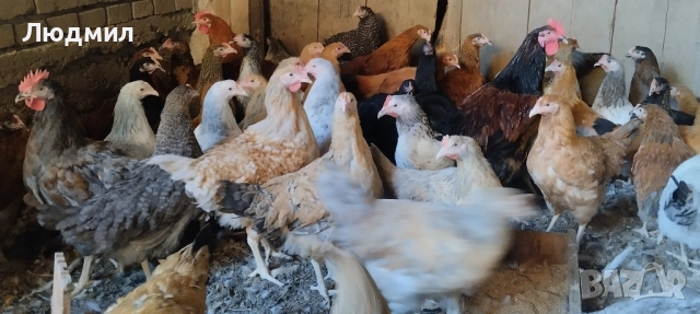 Селски ярки