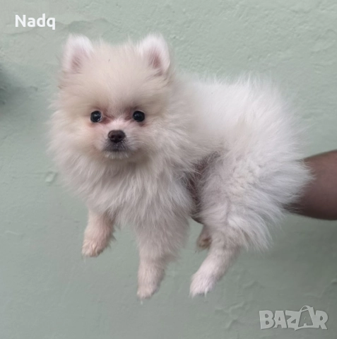 Померан , снимка 2 - Померан - 52671873