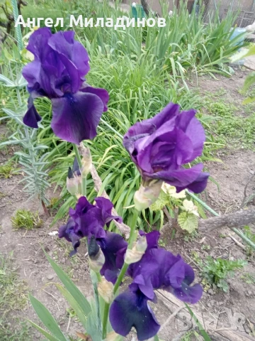 Перуника,ирис, снимка 10 - Градински цветя и растения - 24767505