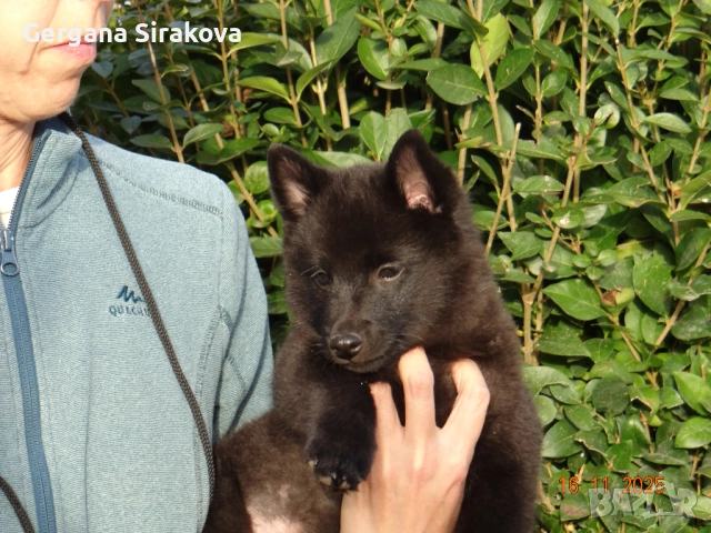 Шиперке - уникални малки кучета, снимка 8 - Други - 52115812