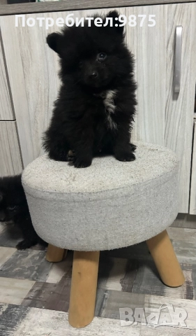 Продавам померан