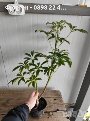 Шефлера (Schefflera), снимка 6 - Разсади - 53407578