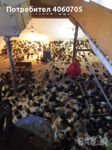 Едномесечни пилета кръстоска , снимка 4 - други­ - 53617732