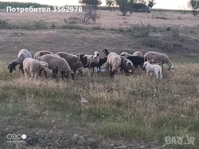 шилета, снимка 7 - Овце - 50131459