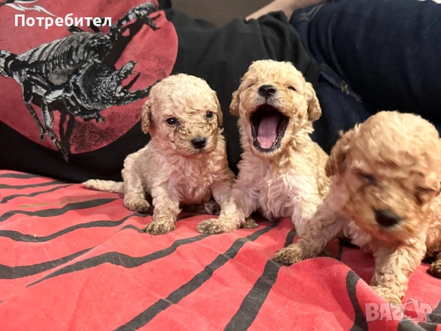 Пудел тойчета за капариране 