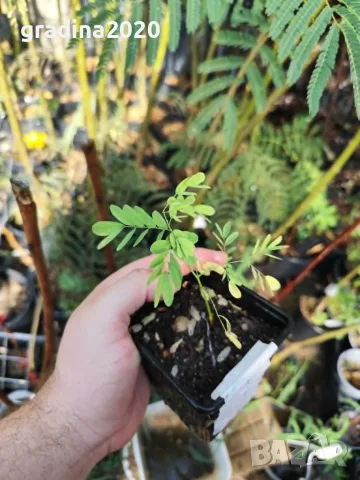 Цезалпиния пулхерима – Caesalpinia pulcherrima, снимка 7 - Разсади - 55863597