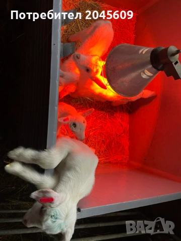 Мъжки ярета