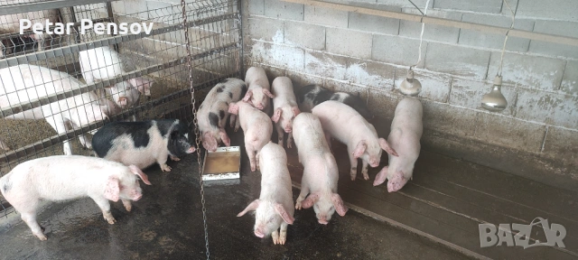 Малки прасета 18-25кг, снимка 8 - Прасета - 53454112