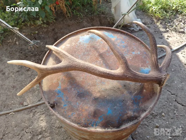 Еленски рога ...