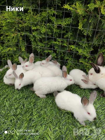 ПРОМО Калифорнийски 10лв, снимка 3 - Други - 53666832