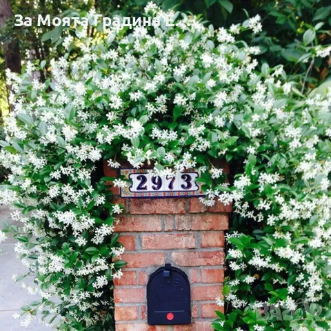 Жасмин -Силно ароматен ,вечно зелен, снимка 4 - Градински цветя и растения - 49491717