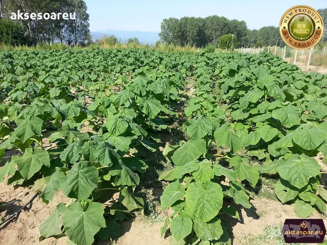 400 качествени семена от красиво декоративно медоносно дърво пауловния томентоса декорация украса, снимка 3 - Сортови семена и луковици - 50387864