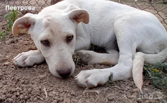 Лабрадор ретривър на три месеца - женски., снимка 3 - Лабрадор ретривър - 51662656