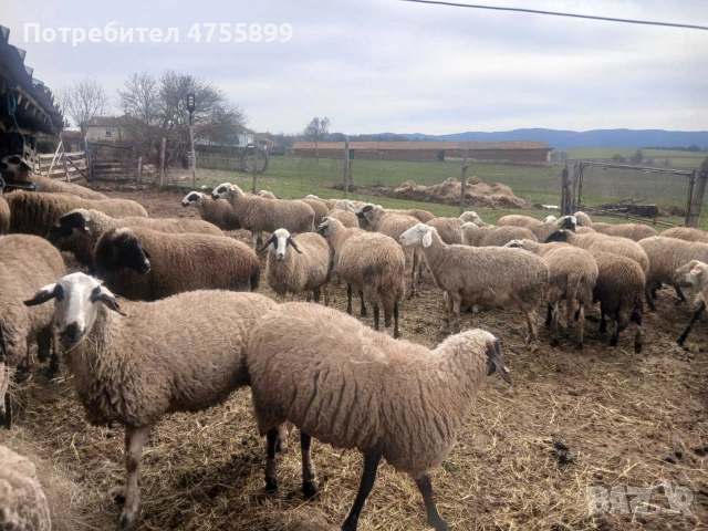 Продавам бременни овце , снимка 11 - Овце - 53721374