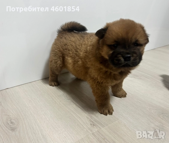 Чау чау , снимка 1