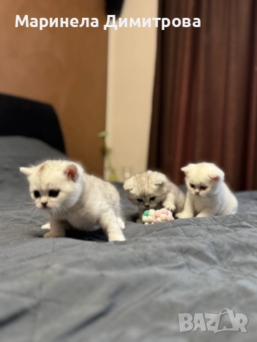 Малки сладки пухкави сребърни британчета., снимка 2 - Британска късокосместа - 52896699