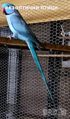 Продавам двойка Александри 