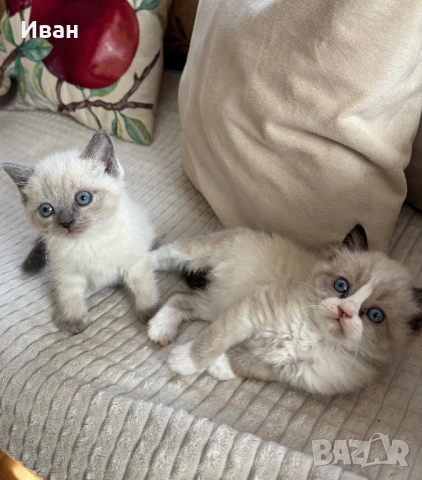 породисти котенца, снимка 5 - Британска късокосместа - 53830744