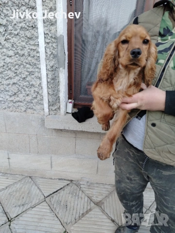 Кокер Шпаньол , снимка 2 - Кокер шпаньол - 53697131