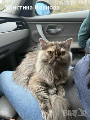 Британски котета , снимка 13 - Британска късокосместа - 53736554