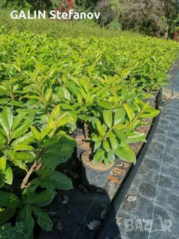 лавровишна цена 7лева 