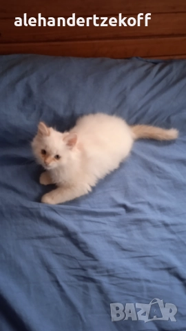 Невска маскарадна котка Neva Masquerade, снимка 12 - Сибирски - 51691685