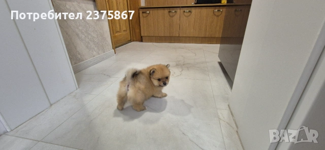 Мъжко померанче,померан, снимка 4 - Померан - 52910350