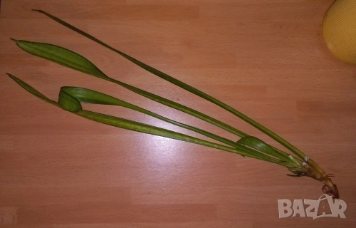 Подарявам цвете Сансевиера - индийски меч
