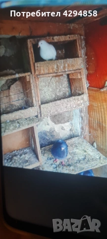 Подарявам гълъби 