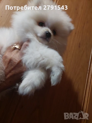померан померанче , снимка 1