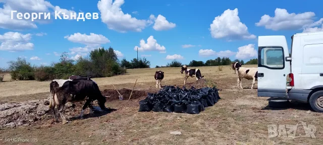 Угнила говежда тор в чували, снимка 3 - Тор и почвени смеси - 56117574