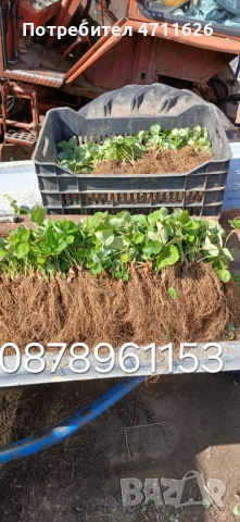 Разсад ягоди и малини , снимка 16 - Разсади - 53133393