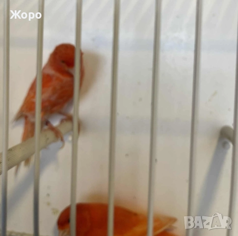Продавам чифт , снимка 2 - Канари - 52343904