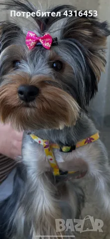 Момиче Йоркширски Териер , снимка 1