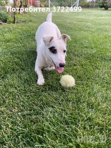 Мъжки Джакръсел си търси партньор, снимка 2 - Търси партньор - 50689897