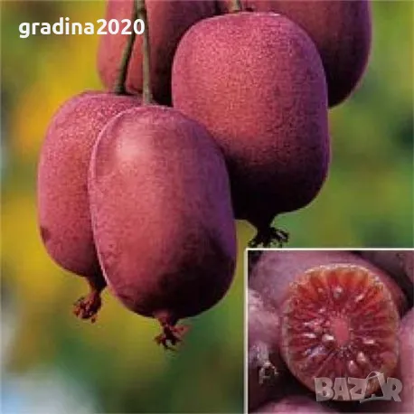 Червено киви - Налични 4 сорта Студоустойчиви, снимка 2 - Разсади - 49381590