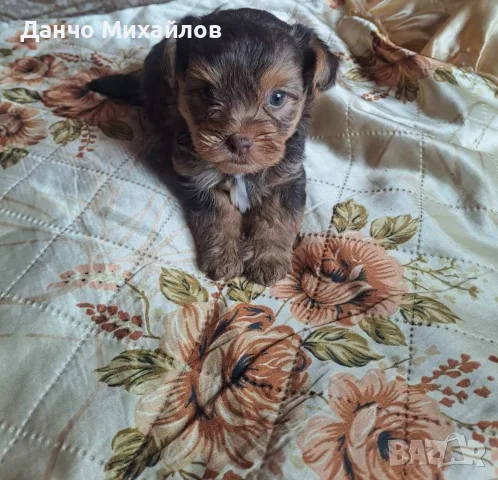 Йорки едно мъжко