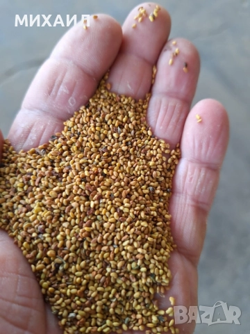 Семена люцерна Приста 3 и Плевен 6