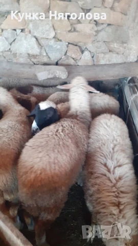 Продавам агнета и овце, снимка 7 - Овце - 51152827