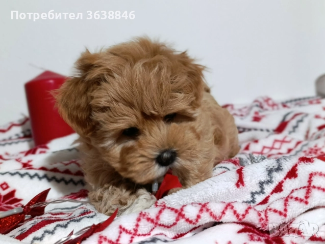 Малтипу , снимка 2 - Пудели - 52722917