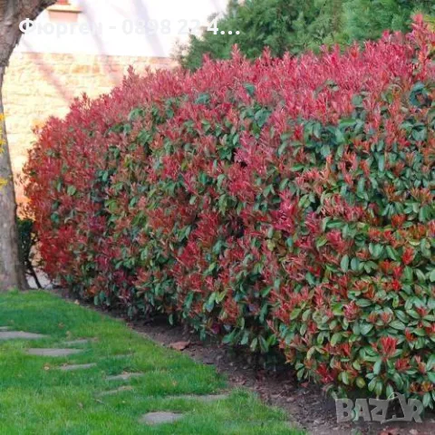 Фотиния - Налични 2 вида, снимка 7 - Разсади - 47427728