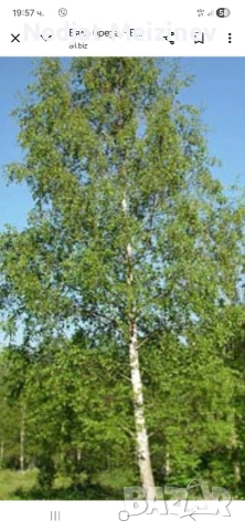 Бяла бреза, снимка 13 - Разсади - 50568007
