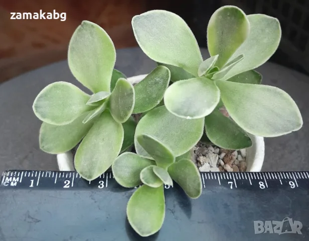 Красула вариегата (Crassula platyphylla variegata), сукулентно растение